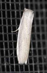 Prionopterina grammatistis