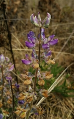 Lupinus formosus formosus