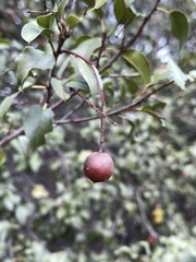 Prunus ilicifolia ilicifolia