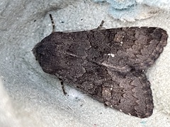 Aporophyla lutulenta