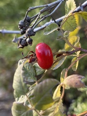 Rosa californica