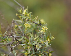 Pimelea microcephala