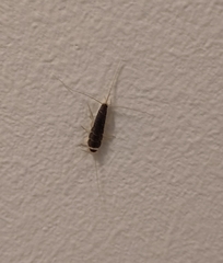 Lepismatidae