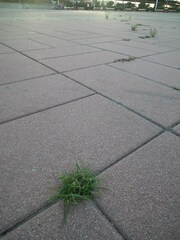 Cyperus nipponicus
