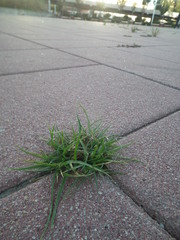 Cyperus nipponicus