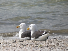 Larus dominicanus dominicanus