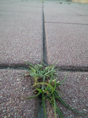 Cyperus nipponicus