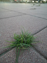 Cyperus nipponicus