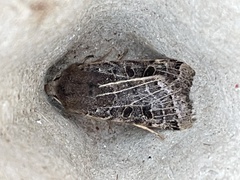 Agrochola lunosa