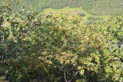 Sorbus sambucifolia