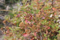 Spiraea beauverdiana