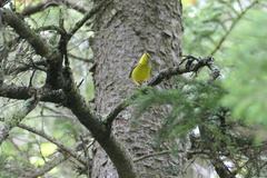 Cardellina canadensis