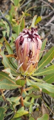 Protea burchellii