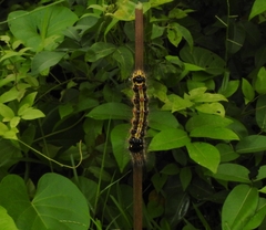 Orvasca subnotata