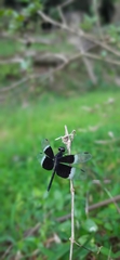 Neurothemis tullia
