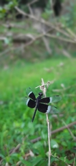 Neurothemis tullia
