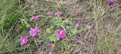 Senecio arenarius