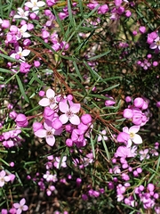 Boronia pinnata