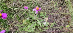 Senecio arenarius