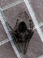 Socca pustulosa