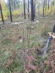 Crepis sibirica