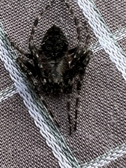 Socca pustulosa