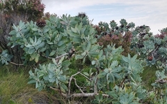 Protea nitida