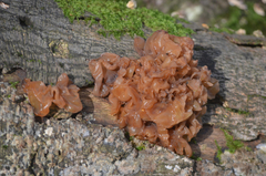 Phaeotremella