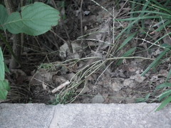 Sesbania cannabina