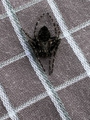 Socca pustulosa