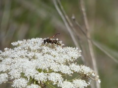 Polistes chinensis