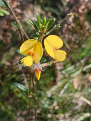 Aotus ericoides