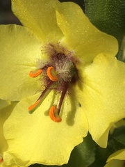 Verbascum virgatum