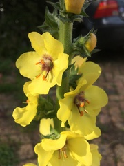 Verbascum virgatum