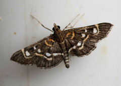 Diathrausta