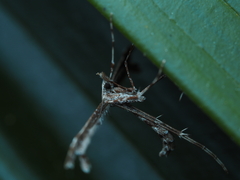 Pterophoridae