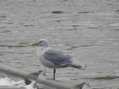 Larus argentatus × hyperboreus