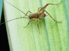 Macropathinae