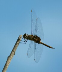 Tramea limbata