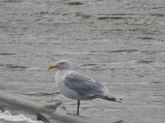 Larus argentatus × hyperboreus