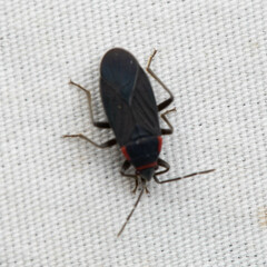 Melacoryphus rubicollis