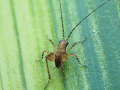 Macropathinae