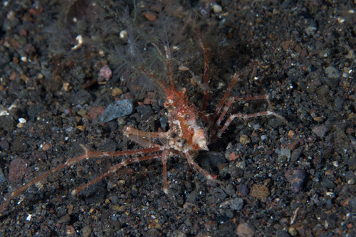 Naxioides