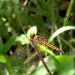 Trithemis aurora