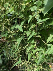 Dioscorea polystachya