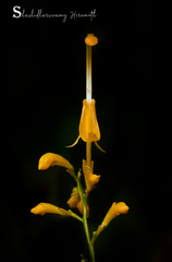 Globba sessiliflora
