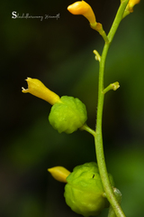 Globba sessiliflora