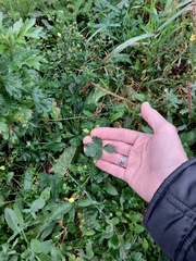 Potentilla intermedia