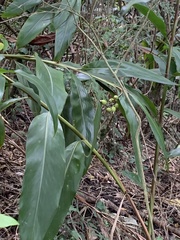 Alpinia