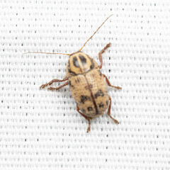 Cryptocephalus